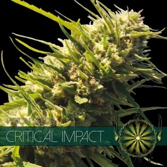 Critical Impact (Vision Seeds) feminizovan&aacute;