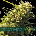 Critical Impact (Vision Seeds) feminizovaná