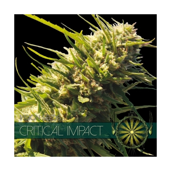 Critical Impact (Vision Seeds) feminizovaná