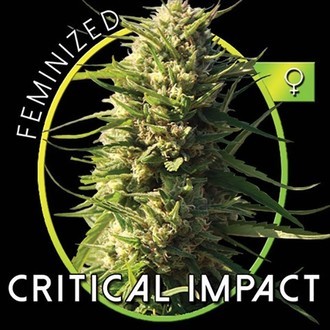 Critical Impact (Vision Seeds) feminizovaná