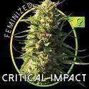 Critical Impact (Vision Seeds) feminizovaná