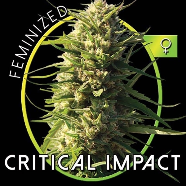 Critical Impact (Vision Seeds) feminizovaná