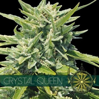 Crystal Queen (Vision Seeds) feminizovan&aacute;
