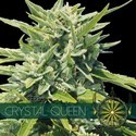 Crystal Queen (Vision Seeds) feminizovaná