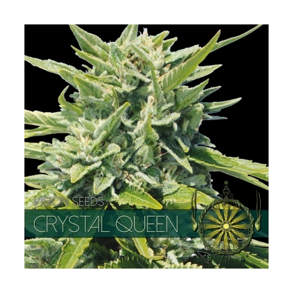 Crystal Queen (Vision Seeds) feminizovaná