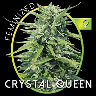 Crystal Queen (Vision Seeds) feminizovaná