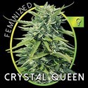 Crystal Queen (Vision Seeds) feminizovaná