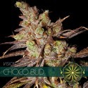 Choco Bud (Vision Seeds) feminizovaná