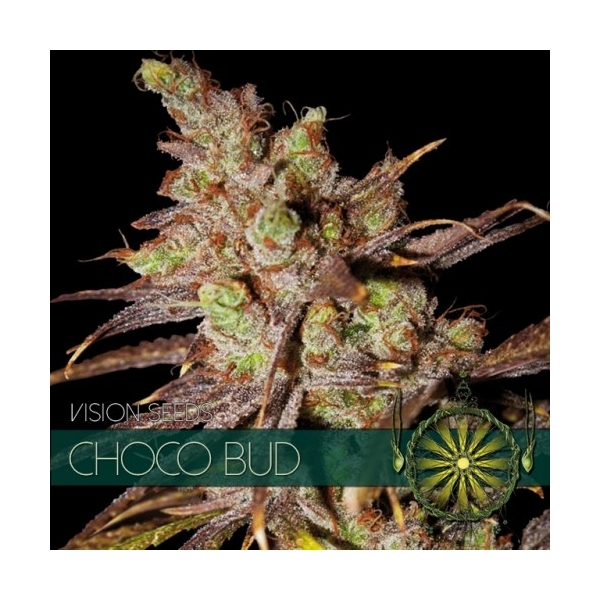 Choco Bud (Vision Seeds) feminizovaná