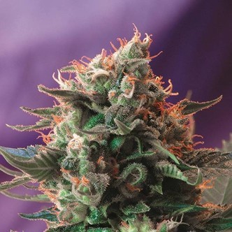 Jack 47 (Sweet Seeds) feminizovan&aacute;
