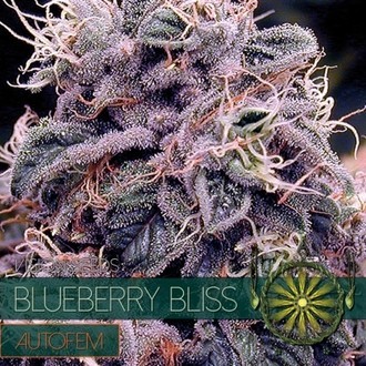 Blueberry Bliss Samonakv&eacute;tac&iacute; (Vision Seeds) feminizovan&aacute;