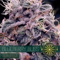 Blueberry Bliss Samonakvétací (Vision Seeds) feminizovaná