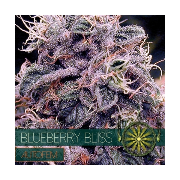 Blueberry Bliss Samonakvétací (Vision Seeds) feminizovaná