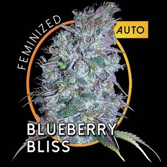 Blueberry Bliss Samonakvétací (Vision Seeds) feminizovaná