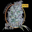 Blueberry Bliss Samonakvétací (Vision Seeds) feminizovaná
