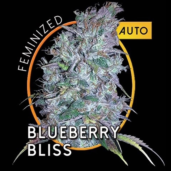 Blueberry Bliss Samonakvétací (Vision Seeds) feminizovaná