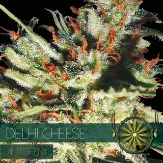 Delhi Cheese Samonakv&eacute;tac&iacute; (Vision Seeds) feminizovan&aacute;