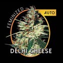 Delhi Cheese Samonakvétací (Vision Seeds) feminizovaná
