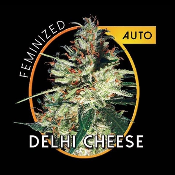 Delhi Cheese Samonakvétací (Vision Seeds) feminizovaná