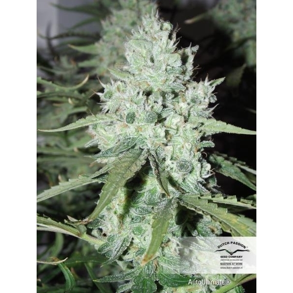 Auto Ultimate (Dutch Passion) feminizovaná