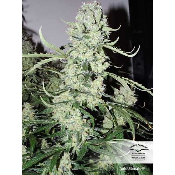 Auto Ultimate (Dutch Passion) feminizovaná