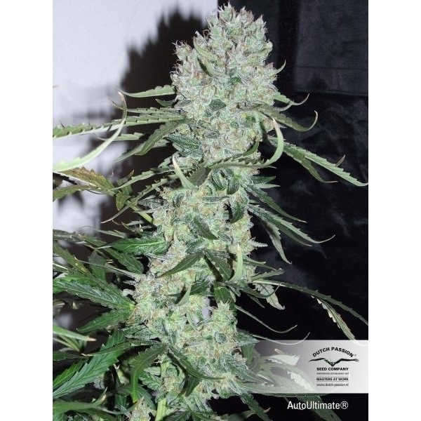Auto Ultimate (Dutch Passion) feminizovaná