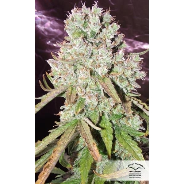 Auto Ultimate (Dutch Passion) feminizovaná