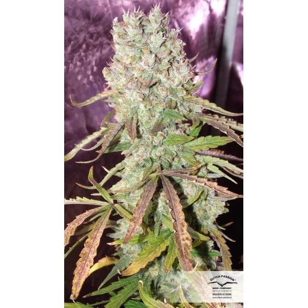 Auto Ultimate (Dutch Passion) feminizovaná