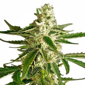 White Diesel Haze Samonakv&eacute;tac&iacute; (White Label) feminizovan&aacute;