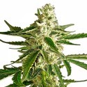 White Diesel Haze Samonakvétací (White Label) feminizovaná