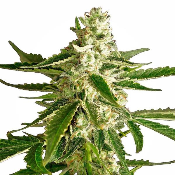 White Diesel Haze Samonakvétací (White Label) feminizovaná