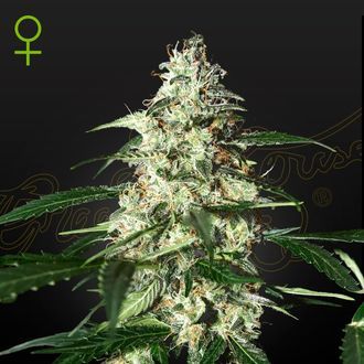 Skunk Samonakv&eacute;tac&iacute; (Strain Hunters) feminizovan&aacute;