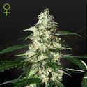 Skunk Samonakvétací (Strain Hunters) feminizovaná