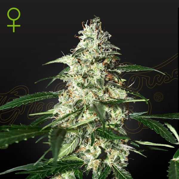 Skunk Samonakvétací (Strain Hunters) feminizovaná