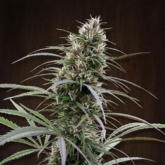 Congo (ACE Seeds) feminizovan&aacute;