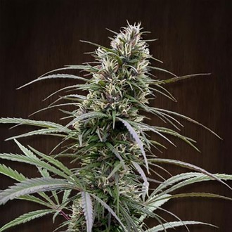Congo (ACE Seeds) feminizovan&aacute;