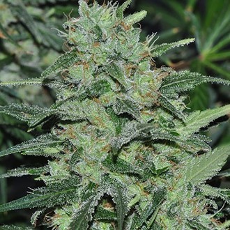 Malawi (ACE Seeds) feminizovaná