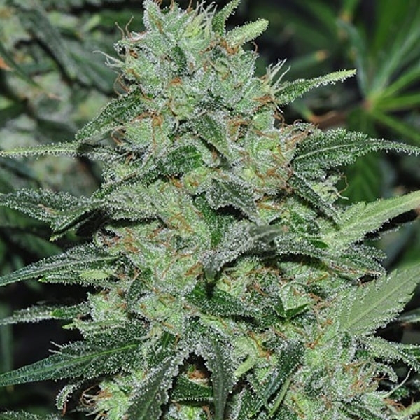 Malawi (ACE Seeds) feminizovaná
