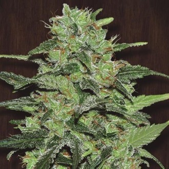 Malawi (ACE Seeds) feminizovan&aacute;