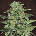 Malawi (ACE Seeds) feminizovaná