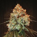 Golden Tiger (ACE Seeds) feminizovaná
