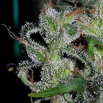 Zamaldelica (ACE Seeds) feminizovaná