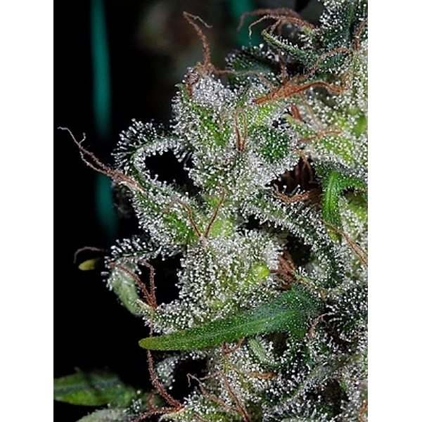 Zamaldelica (ACE Seeds) feminizovaná