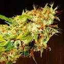 Zamaldelica (ACE Seeds) feminizovaná