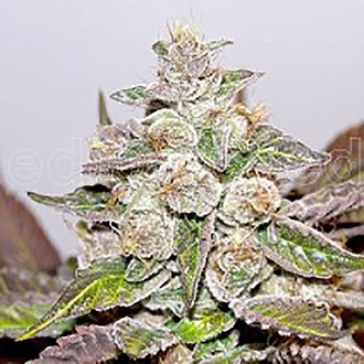 Mendocino x Purple Kush (Medical Seeds) feminizovan&aacute;
