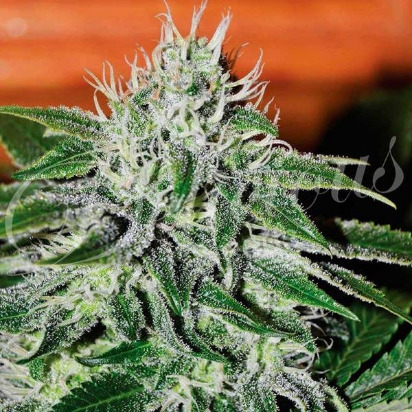 Critical Jack Herer (Delicious Seeds) feminizovaná