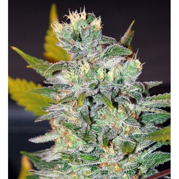 Space (World of Seeds) feminizovaná