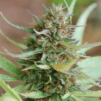 Strawberry Blue (World of Seeds) feminizovan&aacute;