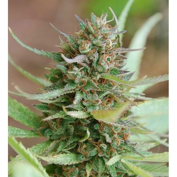 Strawberry Blue (World of Seeds) feminizovaná