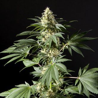 Black Bomb (Philosopher Seeds) feminizované